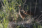 Purple Herons