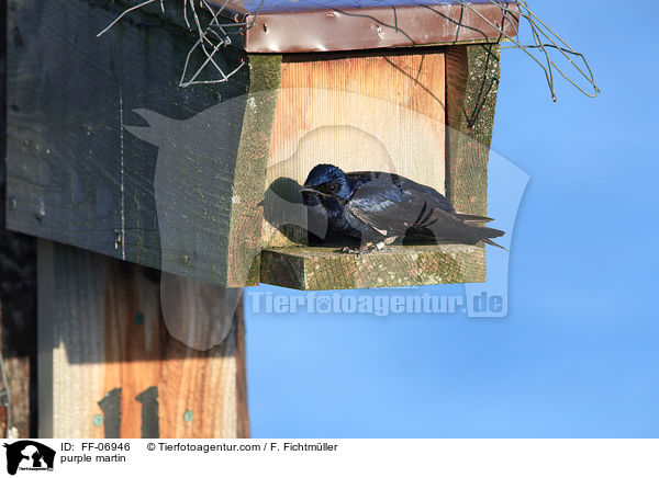 Purpurschwalbe / purple martin / FF-06946