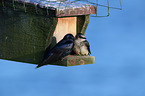 purple martins