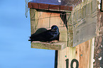 purple martin