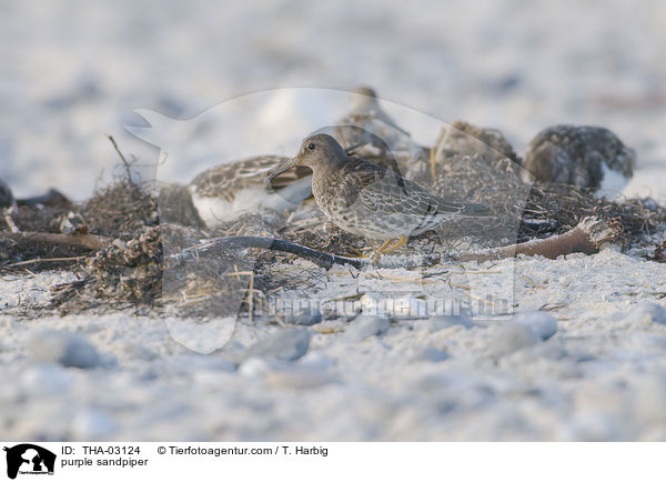 purple sandpiper / THA-03124