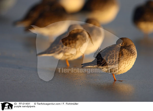 Meerstrandlufer / purple sandpipers / FF-01491