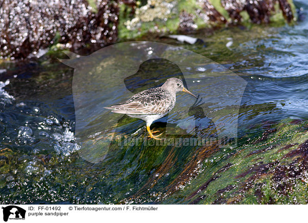 Meerstrandlufer / purple sandpiper / FF-01492