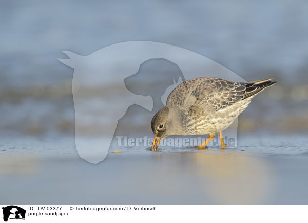 Meerstrandlufer / purple sandpiper / DV-03377