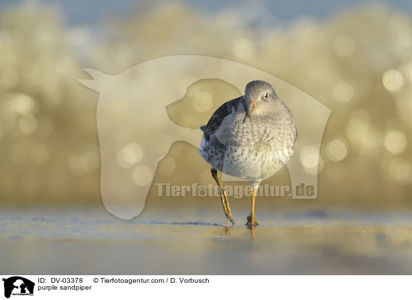 Meerstrandlufer / purple sandpiper / DV-03378