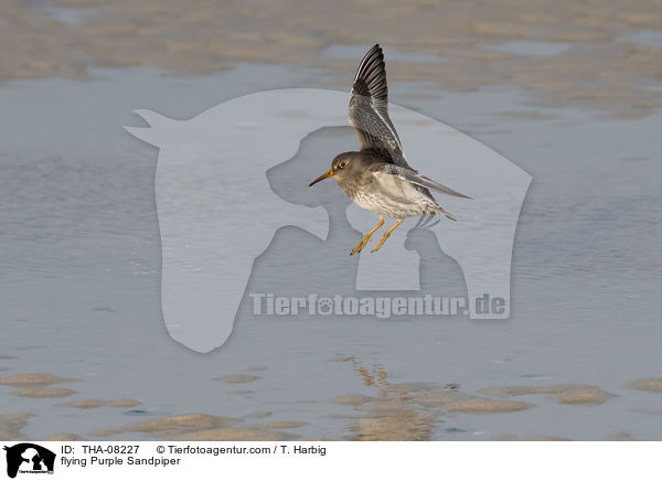 fliegender Meerstrandlufer / flying Purple Sandpiper / THA-08227