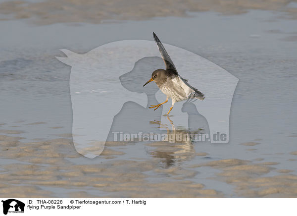 fliegender Meerstrandlufer / flying Purple Sandpiper / THA-08228