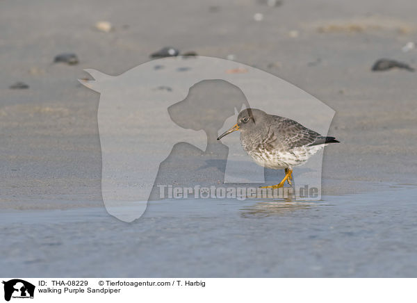 laufender Meerstrandlufer / walking Purple Sandpiper / THA-08229
