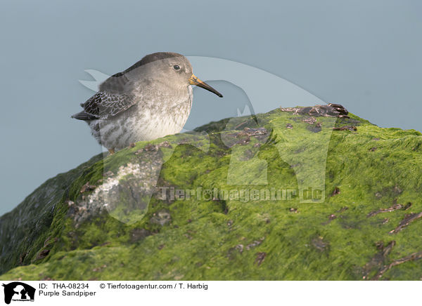 Meerstrandlufer / Purple Sandpiper / THA-08234