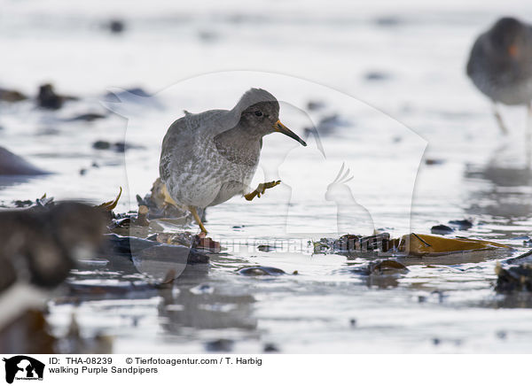 laufende Meerstrandlufer / walking Purple Sandpipers / THA-08239