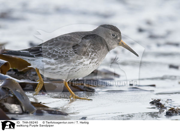 laufender Meerstrandlufer / walkiung Purple Sandpiper / THA-08240