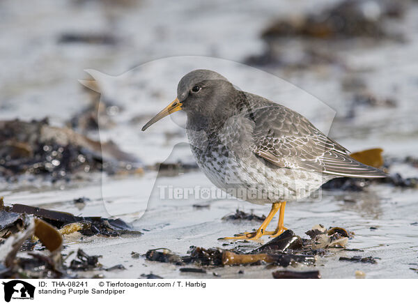 stehender Meerstrandlufer / standing Purple Sandpiper / THA-08241