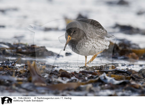 laufender Meerstrandlufer / walkiung Purple Sandpiper / THA-08243