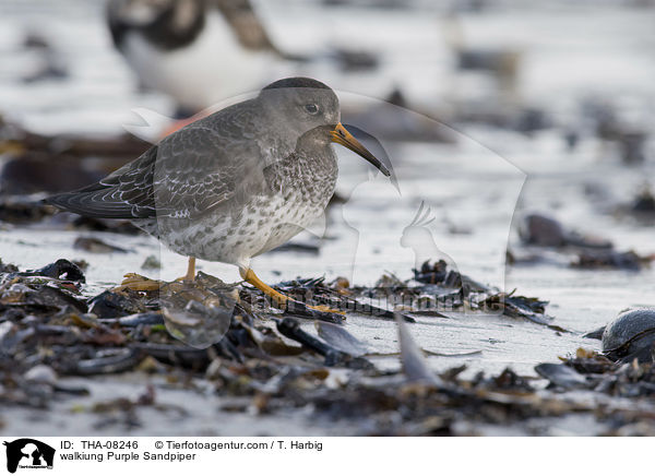 laufender Meerstrandlufer / walkiung Purple Sandpiper / THA-08246