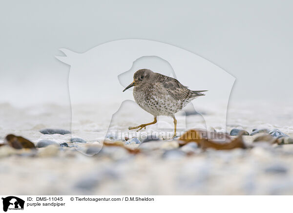 Meerstrandlufer / purple sandpiper / DMS-11045