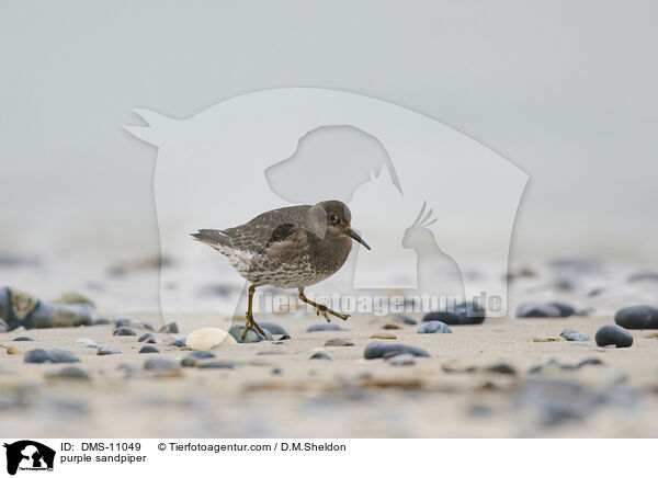 Meerstrandlufer / purple sandpiper / DMS-11049