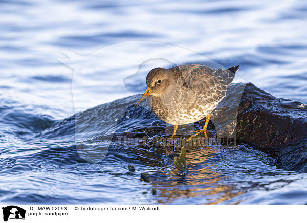 Meerstrandlufer / purple sandpiper / MAW-02093