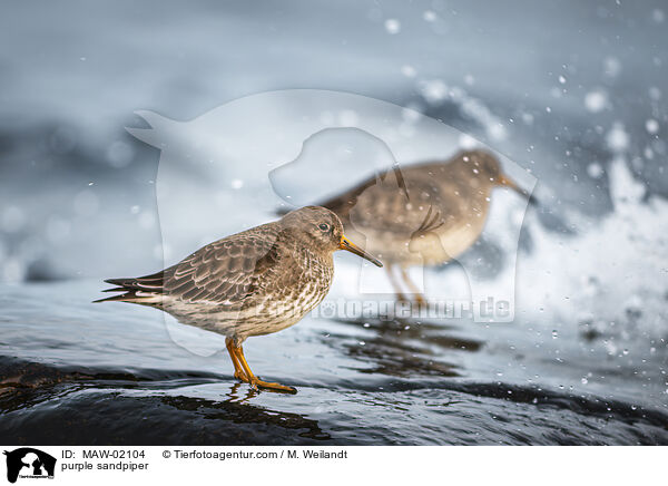 Meerstrandlufer / purple sandpiper / MAW-02104