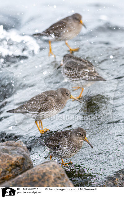 Meerstrandlufer / purple sandpiper / MAW-02113
