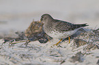 purple sandpiper