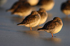 purple sandpipers