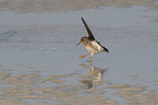 flying Purple Sandpiper