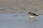 walkiung Purple Sandpiper