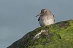 Purple Sandpiper