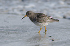 walkiung Purple Sandpiper