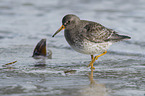 walkiung Purple Sandpiper