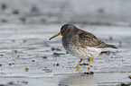 standing Purple Sandpiper