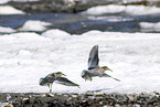 purple sandpiper