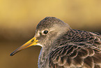 purple sandpiper