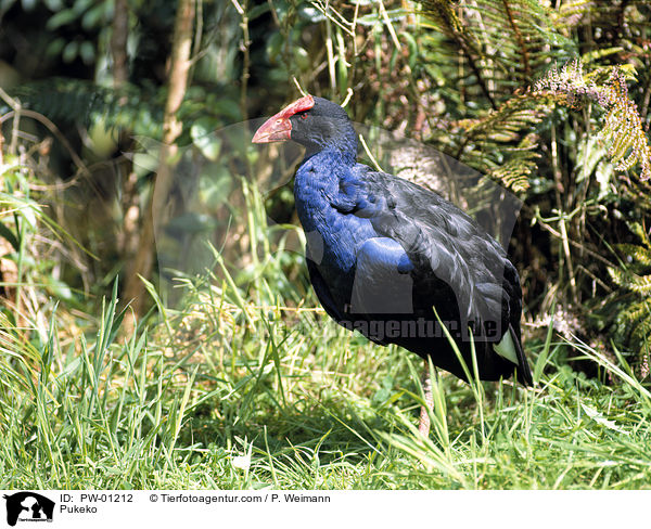 Purpurhuhn / Pukeko / PW-01212