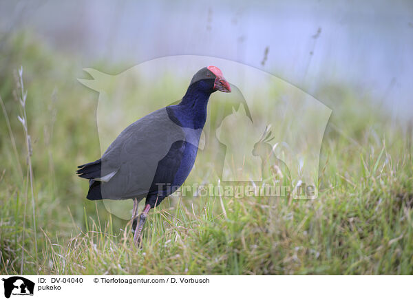 Purpurhuhn / pukeko / DV-04040