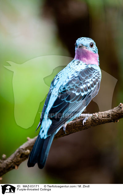 Purple-throated Cotinga / MAZ-03171