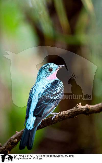 Purpurkehlkotinga / Purple-throated Cotinga / MAZ-03172