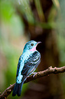 Purple-throated Cotinga