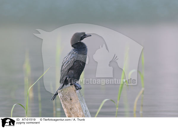 Zwergscharbe / pygmy cormorant / AT-01519