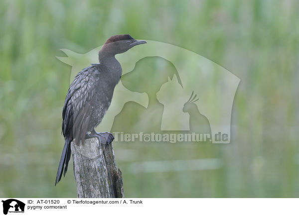 pygmy cormorant / AT-01520