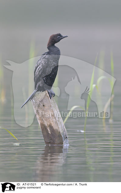 pygmy cormorant / AT-01521