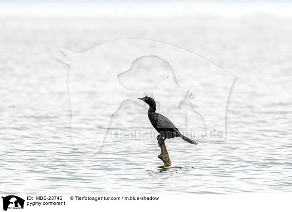 pygmy cormorant / MBS-23742