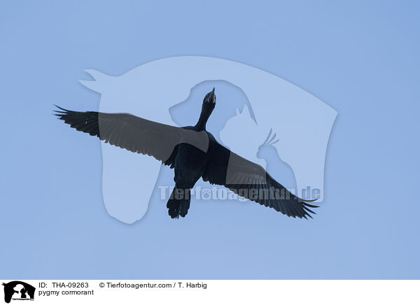 pygmy cormorant / THA-09263