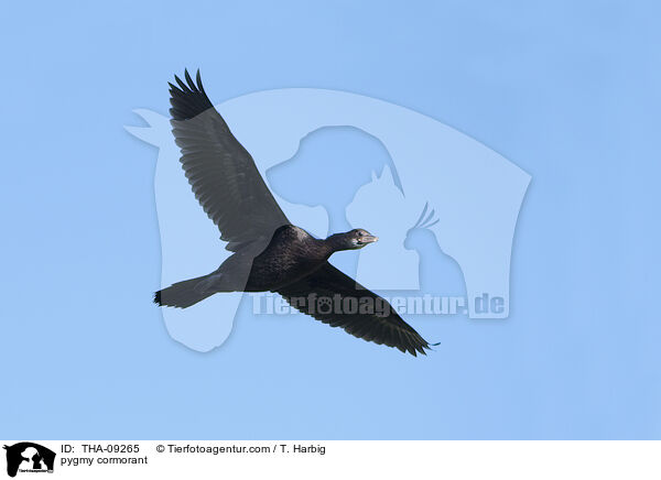 Zwergscharbe / pygmy cormorant / THA-09265