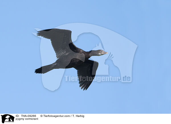 Zwergscharbe / pygmy cormorant / THA-09266