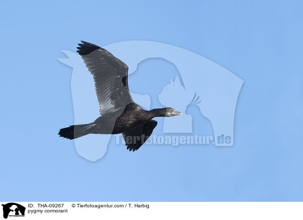 pygmy cormorant / THA-09267