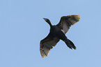 pygmy cormorant