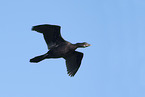 pygmy cormorant