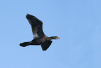 pygmy cormorant