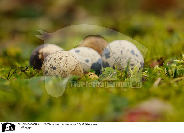 Wachteleier / quail eggs / DMS-04524